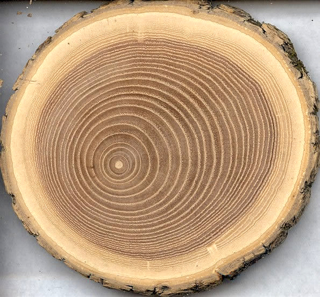 Определение сопротивления древесины сжатию вдоль волоконdrthumbonly